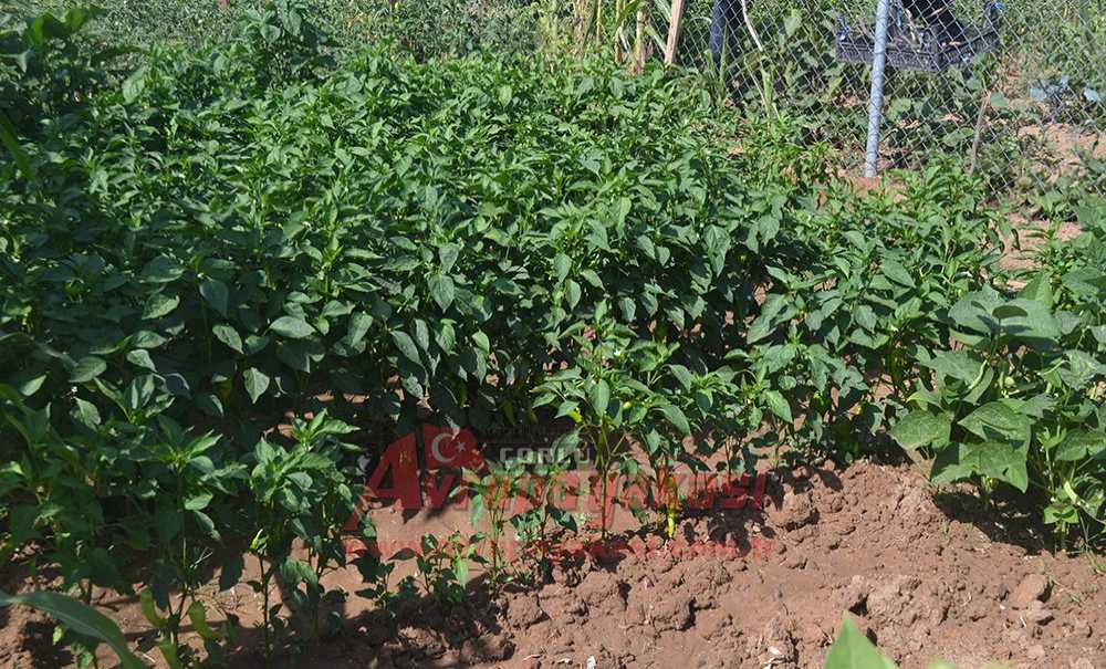 Hobi Bahçesi'nde Dikilen Ürünler Şimdi Toplanıyor