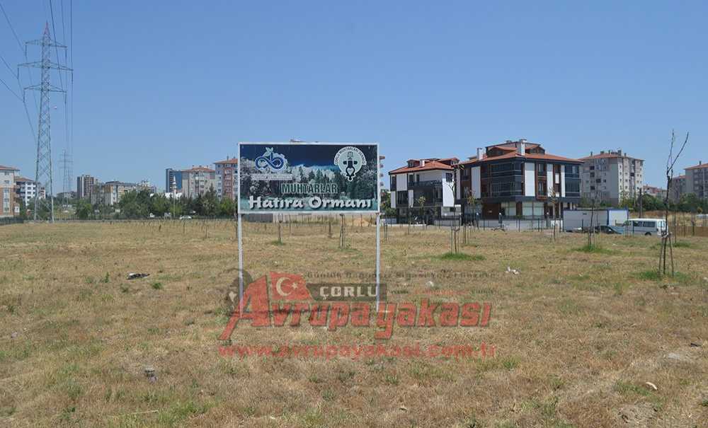 Törenle Açılan Hatıra Ormanı Bakımsızlıktan Kurudu