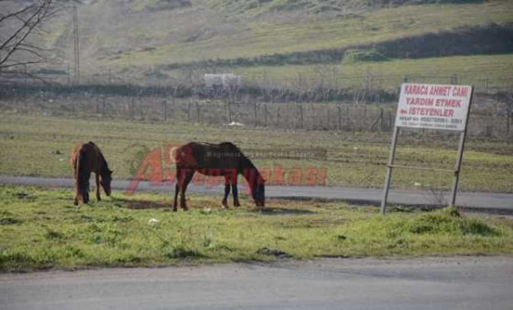 Başıboş Atlar Tehlike Saçıyor