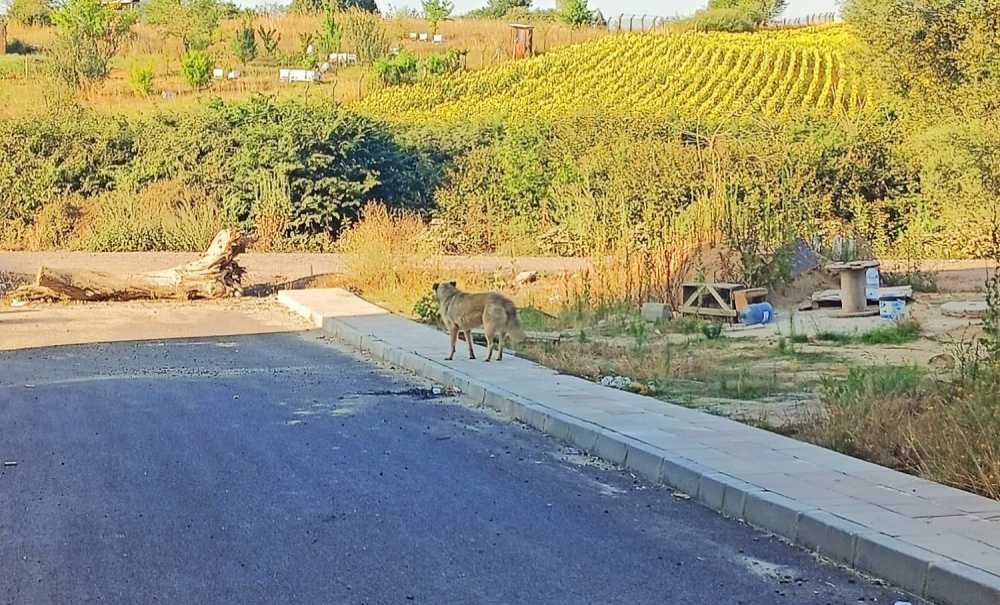 Toki̇ Bölgesinde Sorunlar Bitmek Bilmiyor!