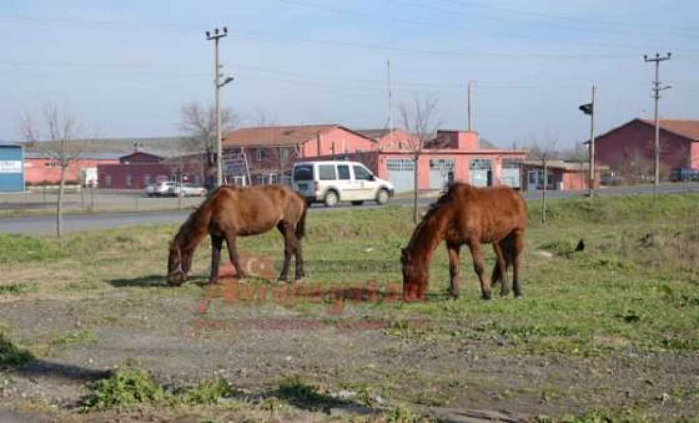 Başıboş Atlar Tehlike Saçıyor