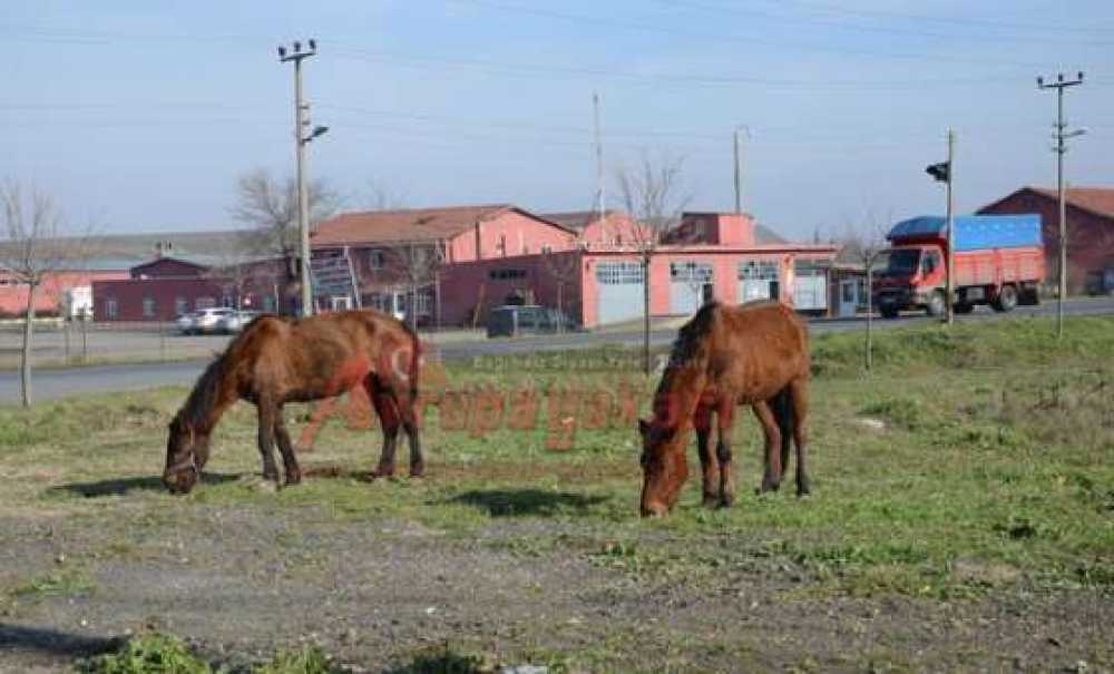 Başıboş Atlar Tehlike Saçıyor