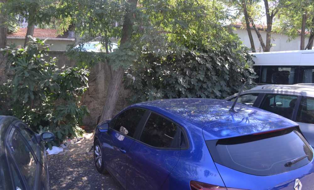Ağaç Altları Fuhuş Ve Uyuşturucu Yeri Oldu