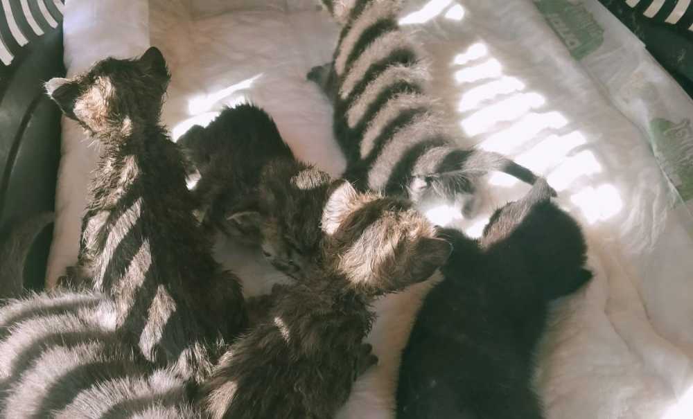 Mahsur Kalan Kedileri İtfaiye Ekipleri Kurtardı