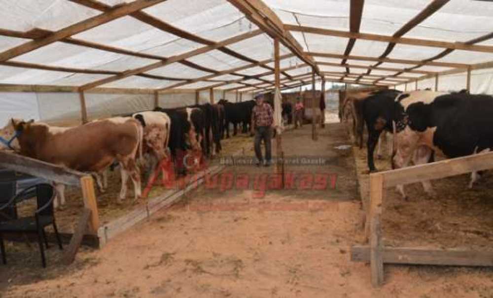 Kurbanlık Büyükbaşlar Satışa Sunuldu