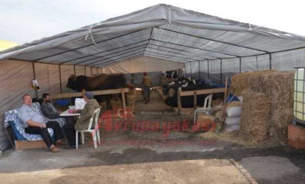 Kurbanlık Büyükbaşlar Satışa Sunuldu