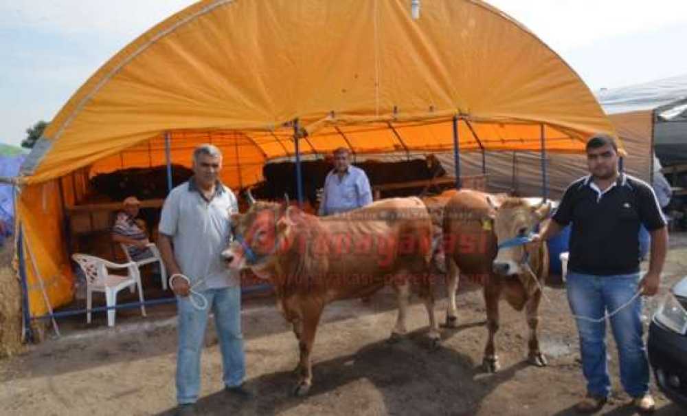 Kurbanlık Büyükbaşlar Satışa Sunuldu