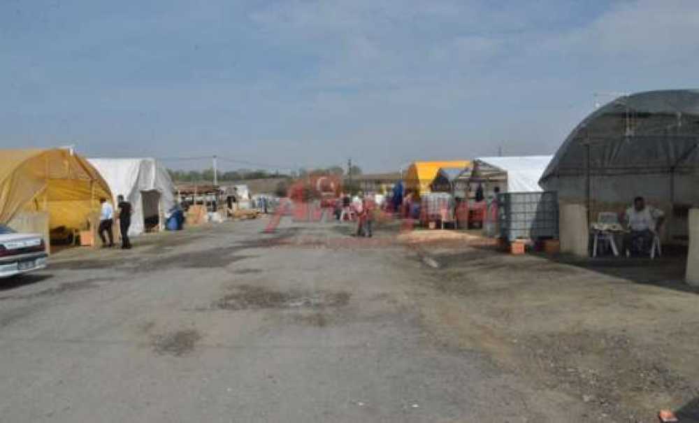 Kurbanlık Büyükbaşlar Satışa Sunuldu