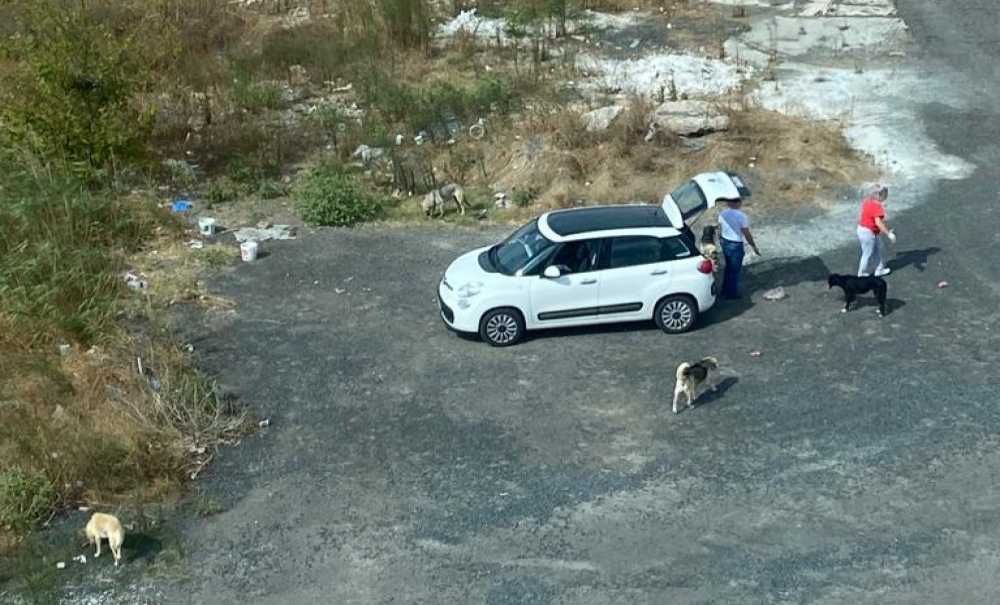 Başıboş Köpekler Vatandaşın Korkulu Rüyası Oldu