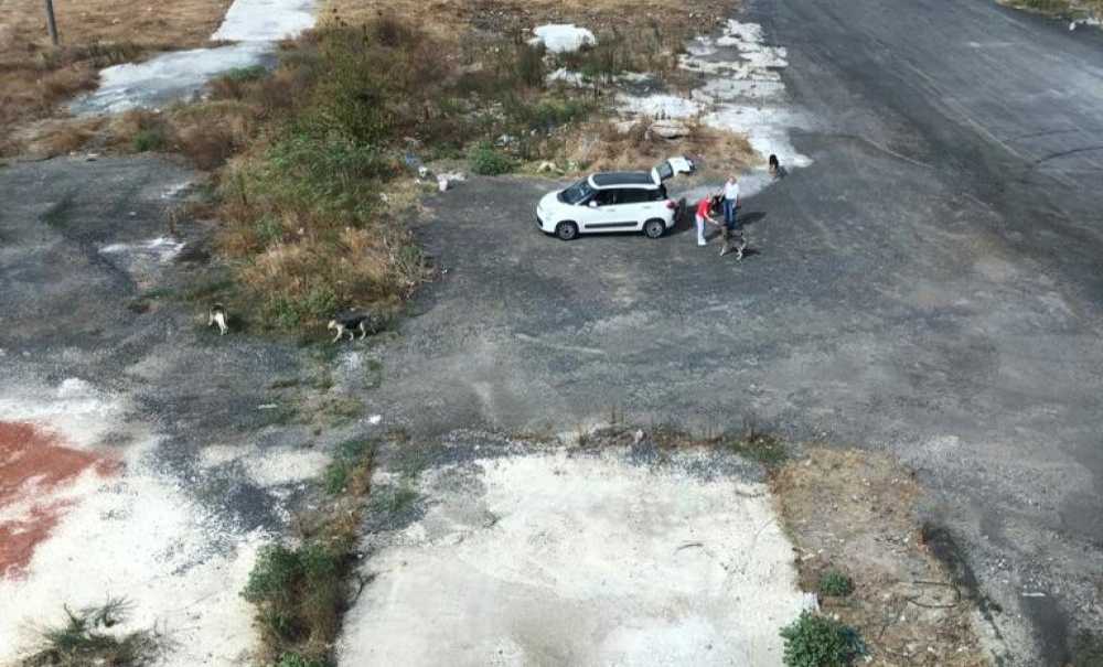 Başıboş Köpekler Vatandaşın Korkulu Rüyası Oldu