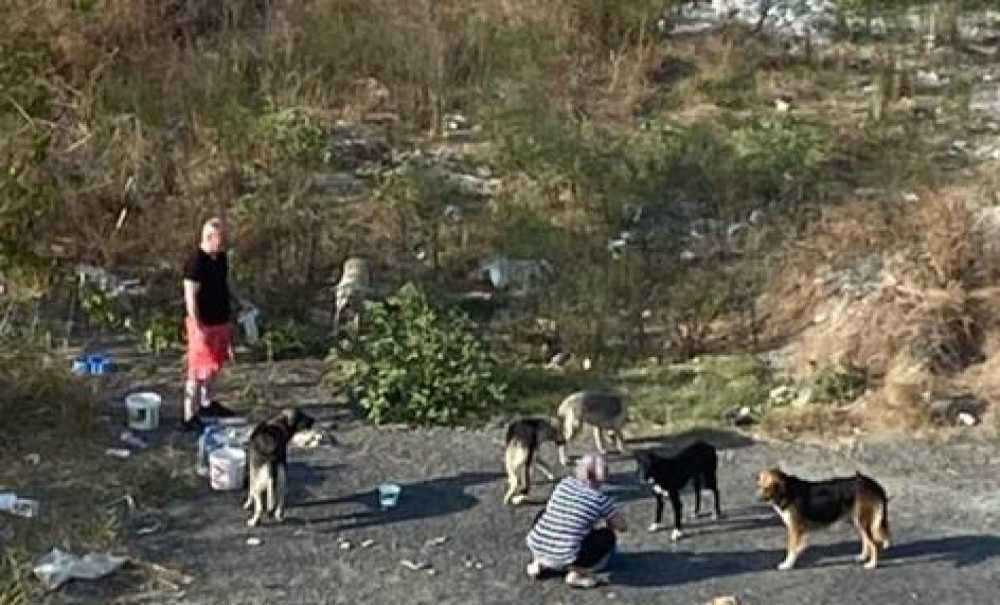 Başıboş Köpekler Vatandaşın Korkulu Rüyası Oldu