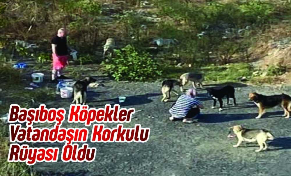 Başıboş Köpekler Vatandaşın Korkulu Rüyası Oldu
