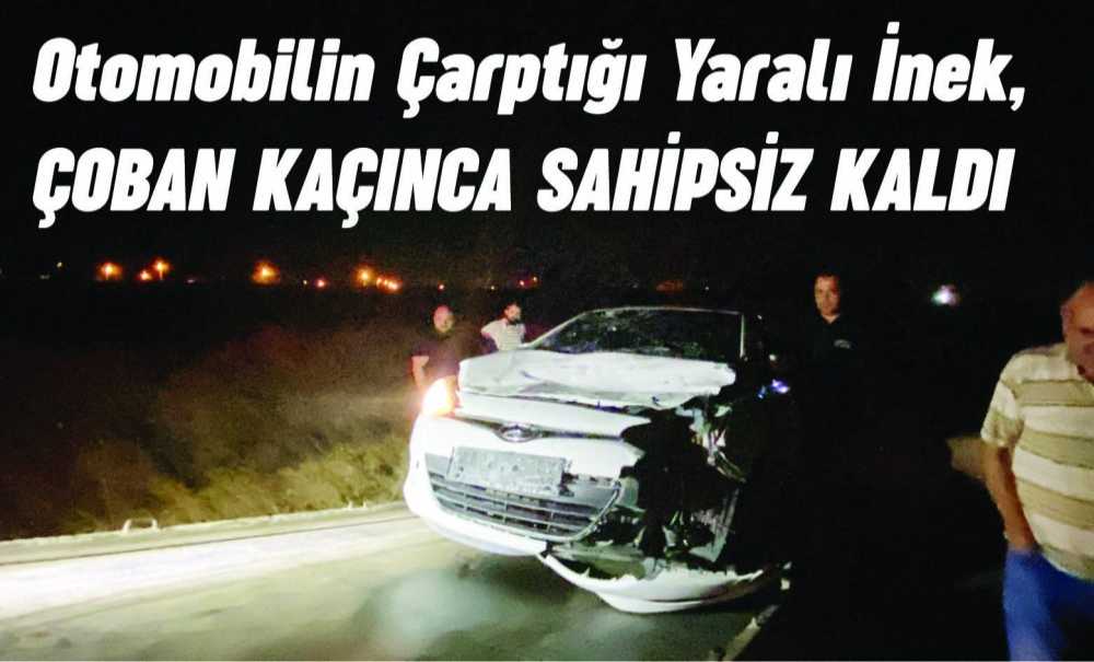 Otomobilin Çarptığı Yaralı İnek, Çoban Kaçınca Sahipsiz Kaldı
