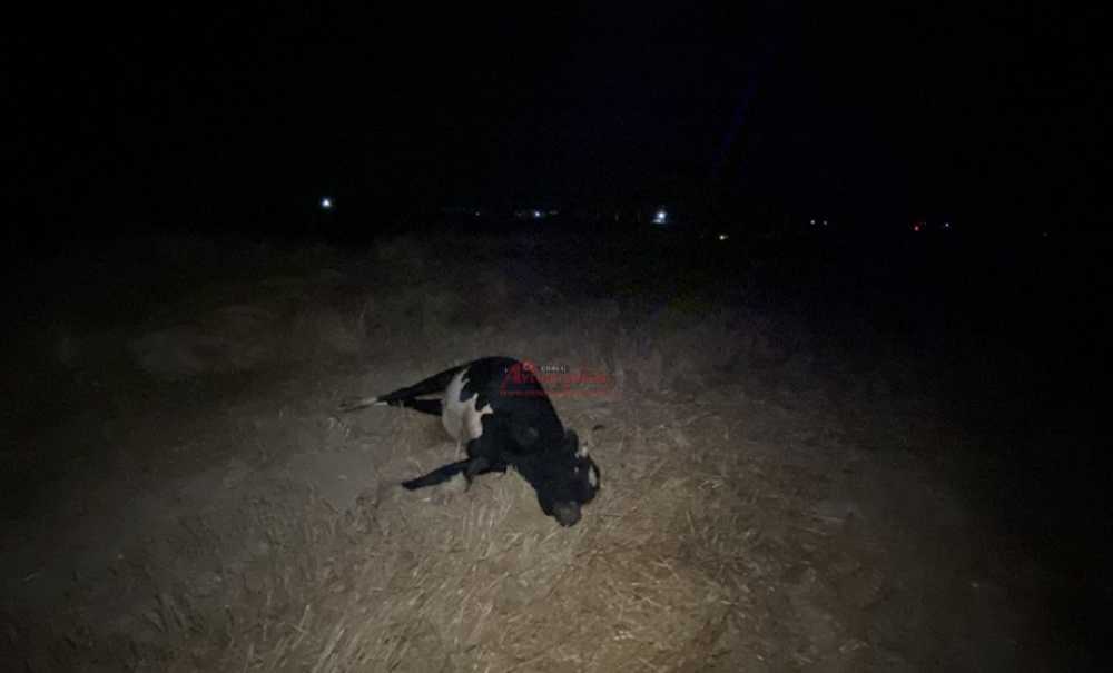 Otomobilin Çarptığı Yaralı İnek, Çoban Kaçınca Sahipsiz Kaldı