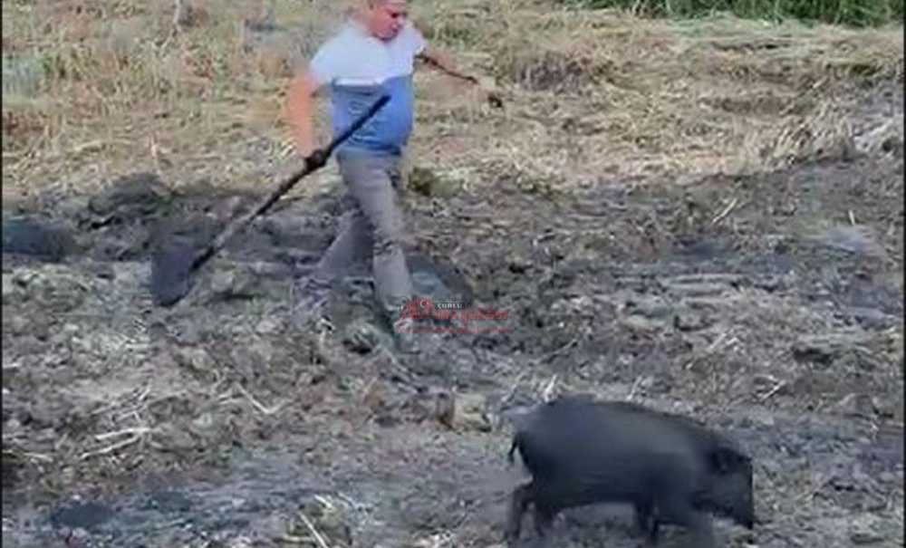 Avcı, Yavru Domuzu Boğulmaktan Kurtardı