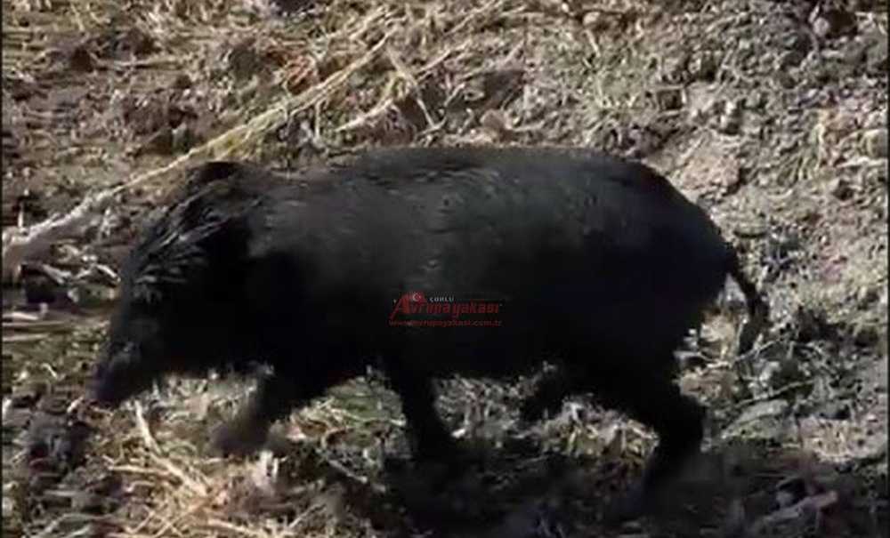 Avcı, Yavru Domuzu Boğulmaktan Kurtardı