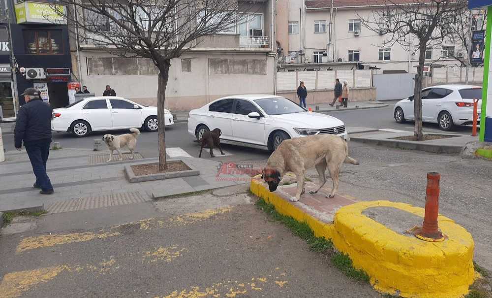Başıboş Köpekler Vatandaşları Korkutuyor