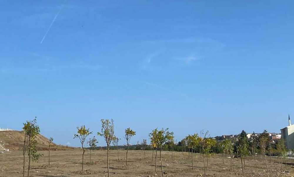 Bölgeye Yüzlerce Ağaç Dikildi