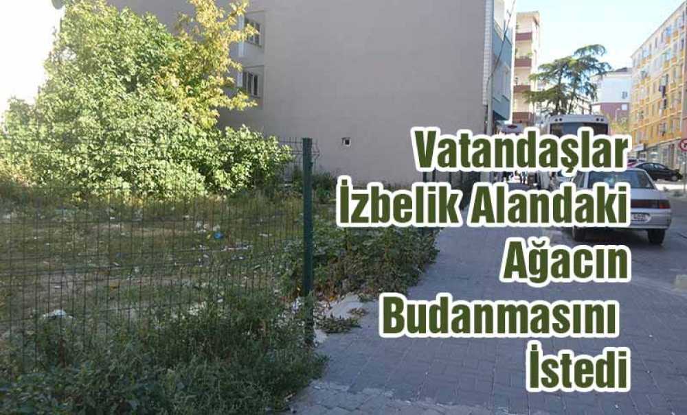 Vatandaşlar İzbelik Alandaki Ağacın Budanmasını İstedi