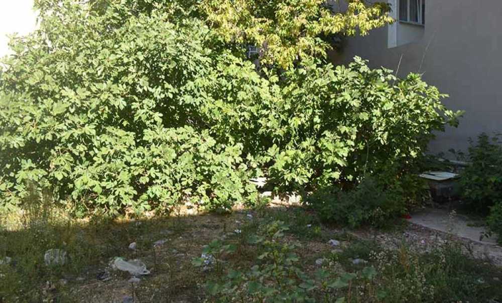 Vatandaşlar İzbelik Alandaki Ağacın Budanmasını İstedi