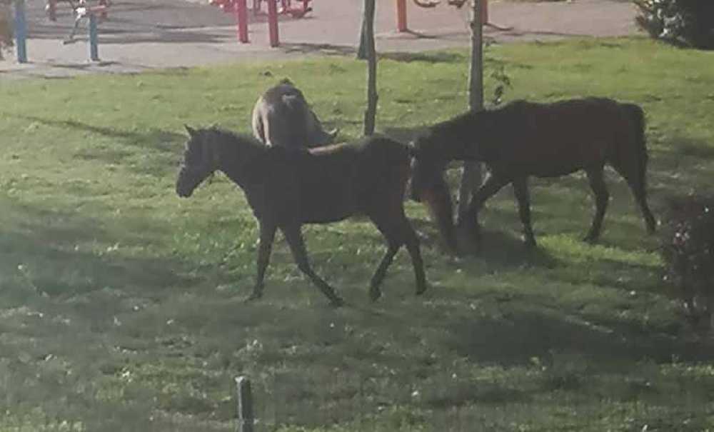 Başıboş Atları Belediye Topladı