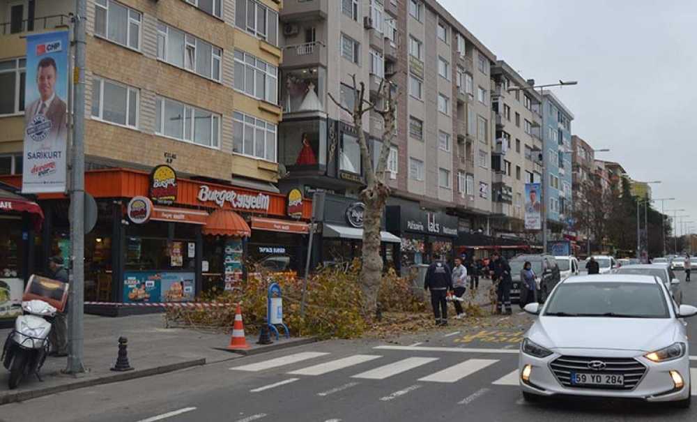 Omurtak Caddesi'ndeki Ağaçlar Budandı