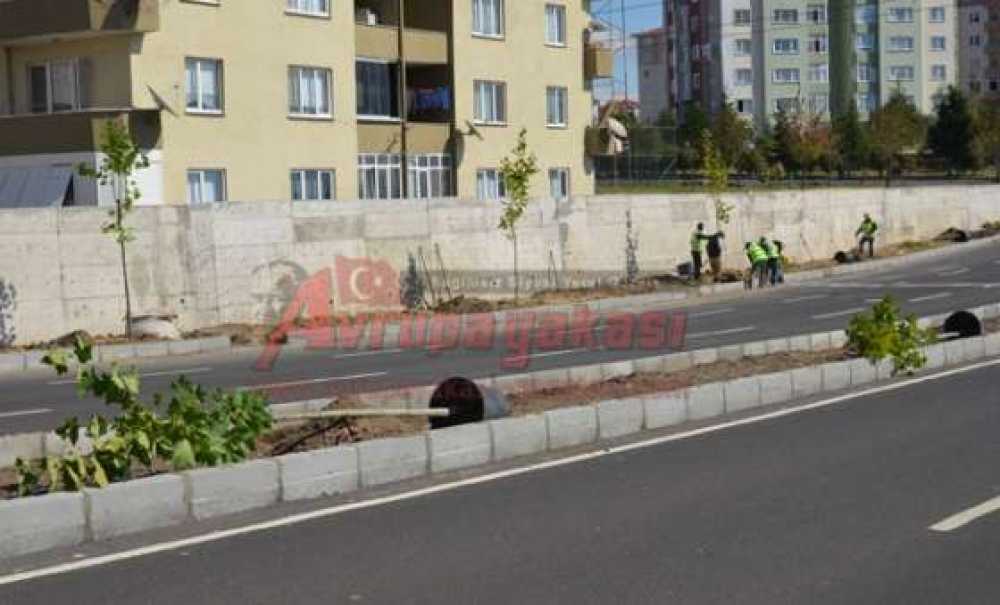 Vatandaşlardan Belediyeye Ağaç Çağrısı “Bu Ağaçları Dikmeyin”