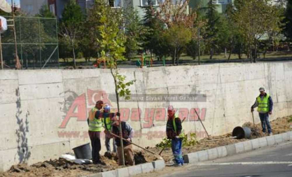 Vatandaşlardan Belediyeye Ağaç Çağrısı “Bu Ağaçları Dikmeyin”
