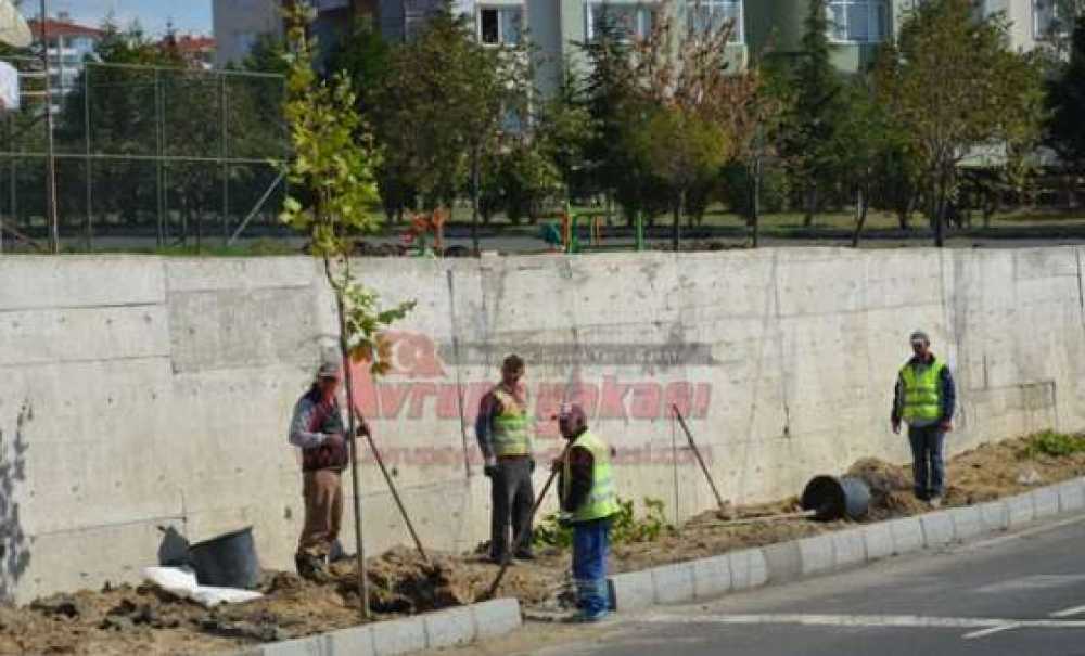 Vatandaşlardan Belediyeye Ağaç Çağrısı “Bu Ağaçları Dikmeyin”
