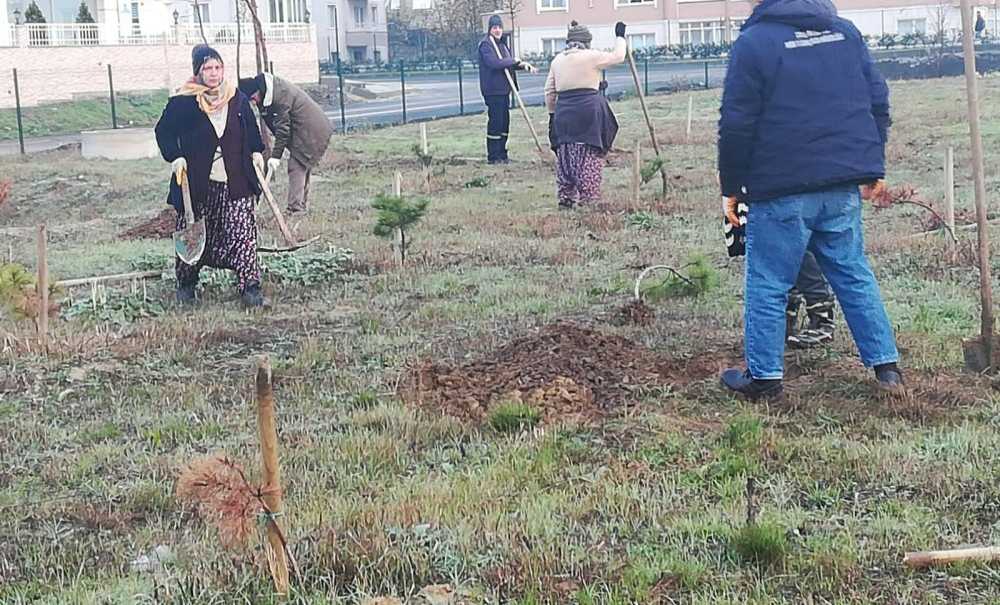 Haberimizin Ardından Yeniden Ağaç Dikildi