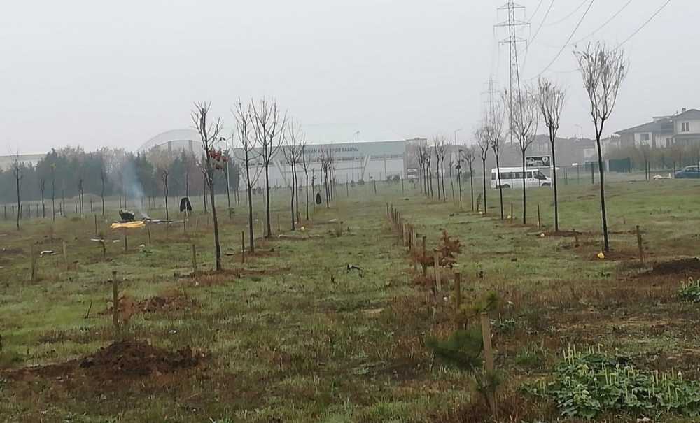 Haberimizin Ardından Yeniden Ağaç Dikildi