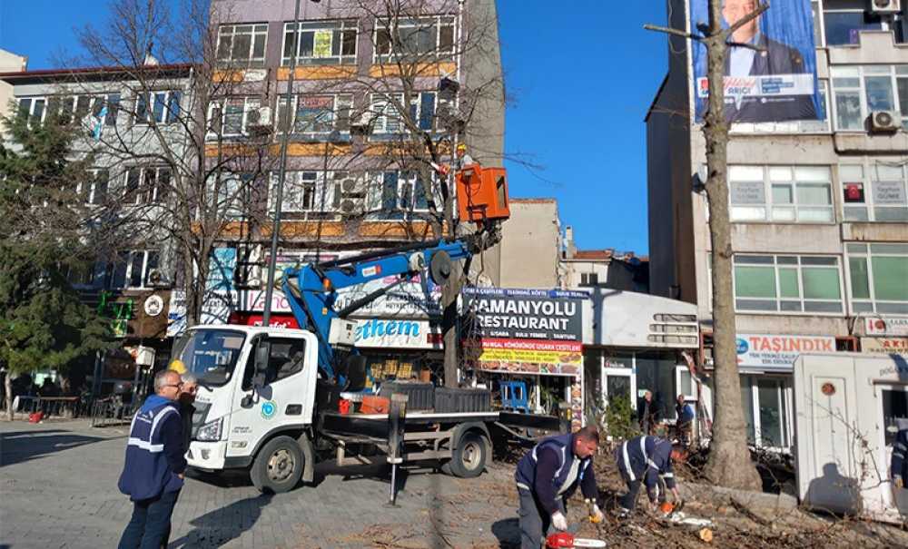 Büyükşehir Ekipleri Ağaçları Budamaya Devam Ediyor