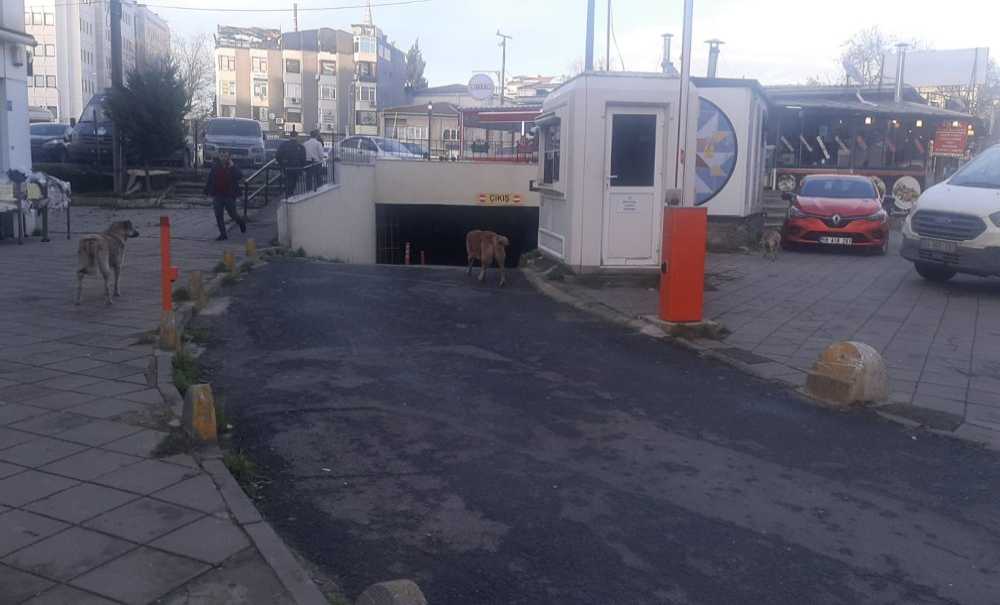 Başıboş Köpekler Korku Saçıyor