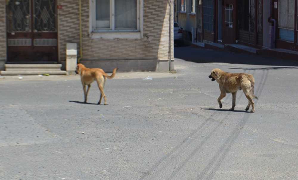 Başıboş Köpekler Korkutuyor
