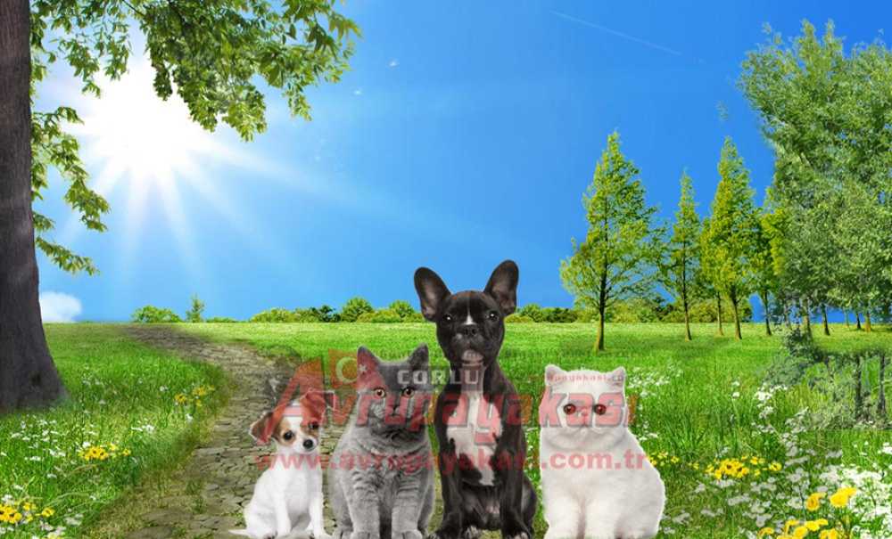 “Çorlu'muz İçin Gece Gündüz Çalışmaya Devam Edeceğiz”