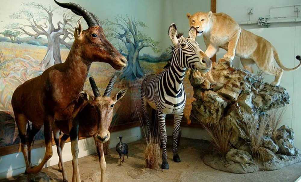 Yaban Hayatı Müzesi Ne Zaman Açılacak?