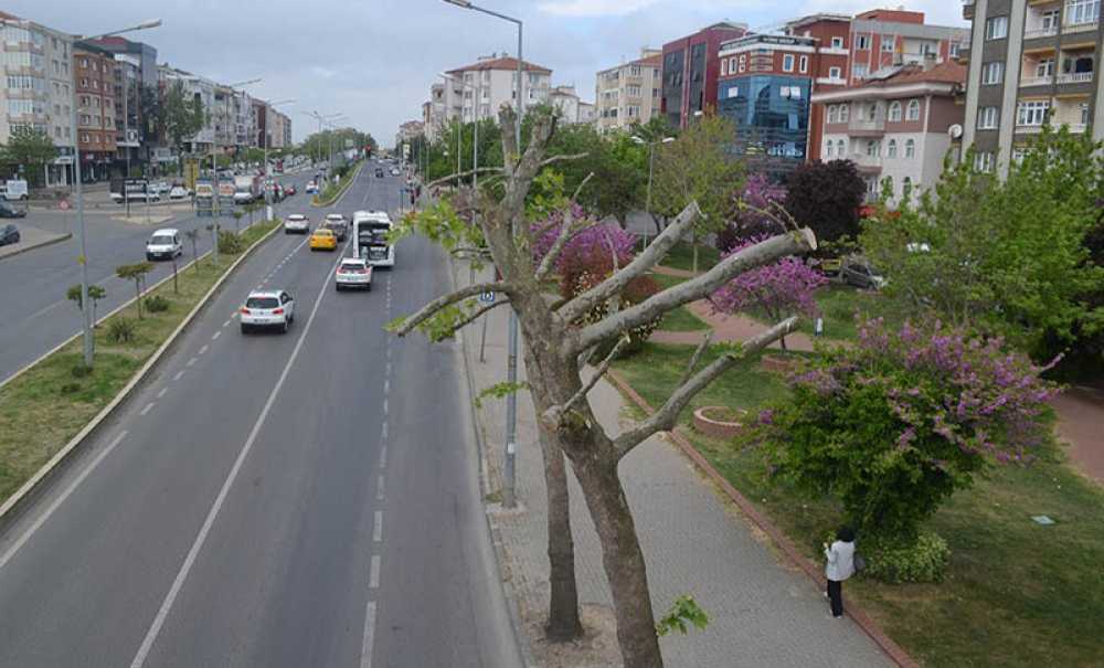 Budanan Ağaçlar Yeniden Filizlendi
