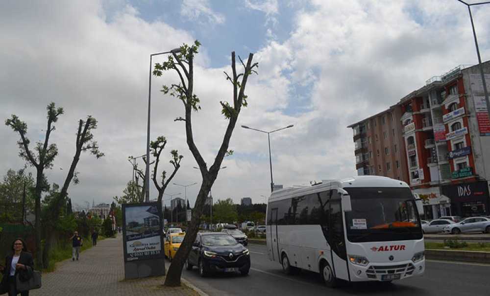 Budanan Ağaçlar Yeniden Filizlendi