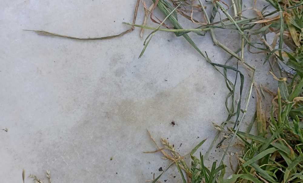 Hıdırağa Mahallesi'nde Kene Paniği