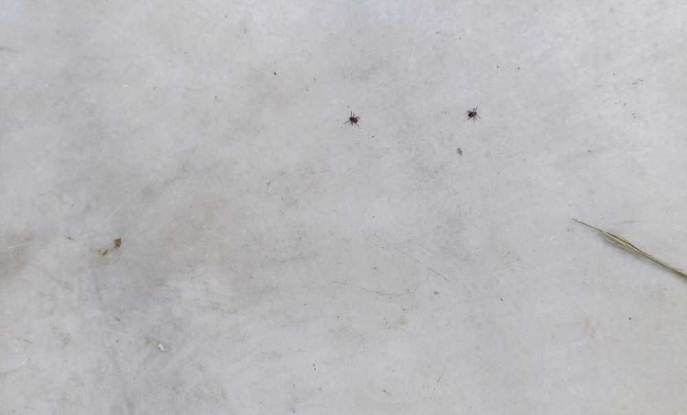 Hıdırağa Mahallesi'nde Kene Paniği