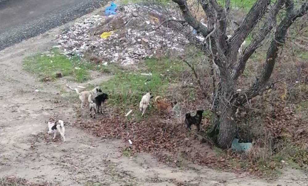 Toki̇ Konutlarındaki Sokak Köpekleri Korkutuyor!