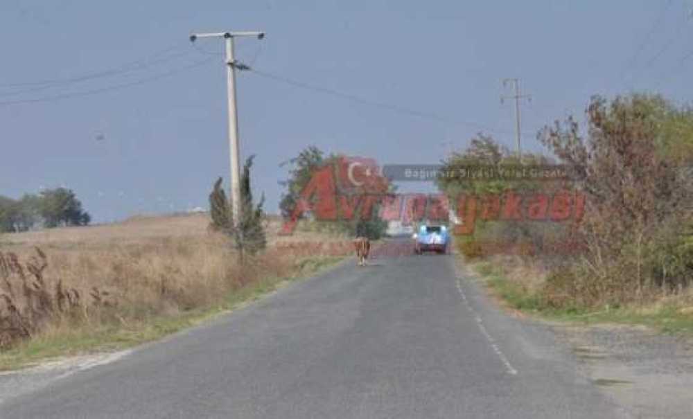 Kaçan Kurbanlıklar Heyecanlandırdı