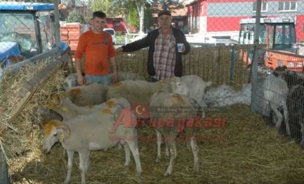 Kurban Pazarlarında Son Gün De Hareketlilik Vardı