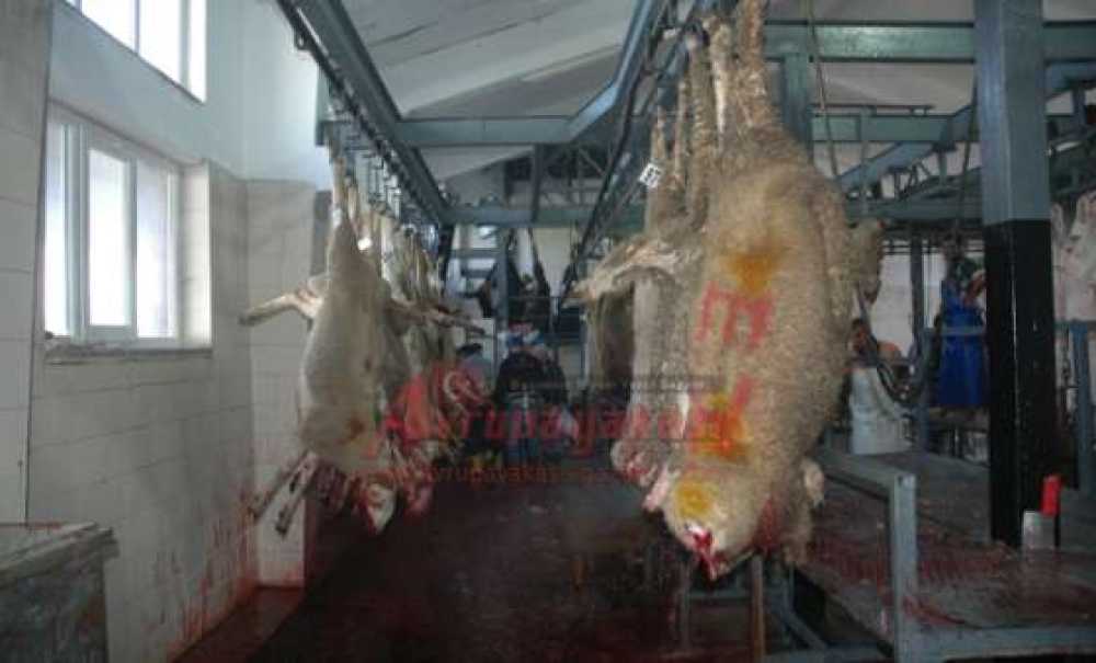 Çorlu Mezbahasında Modern Kesim