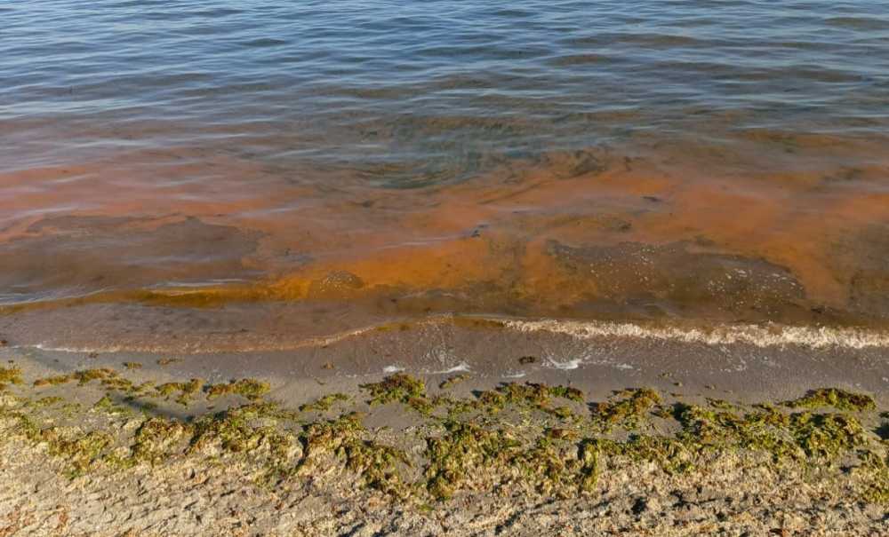 Marmara Denizi'nin Rengi, Görenleri Şaşırttı