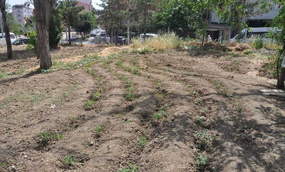 En Sonunda Bahçe Oldu