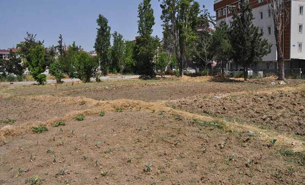 En Sonunda Bahçe Oldu