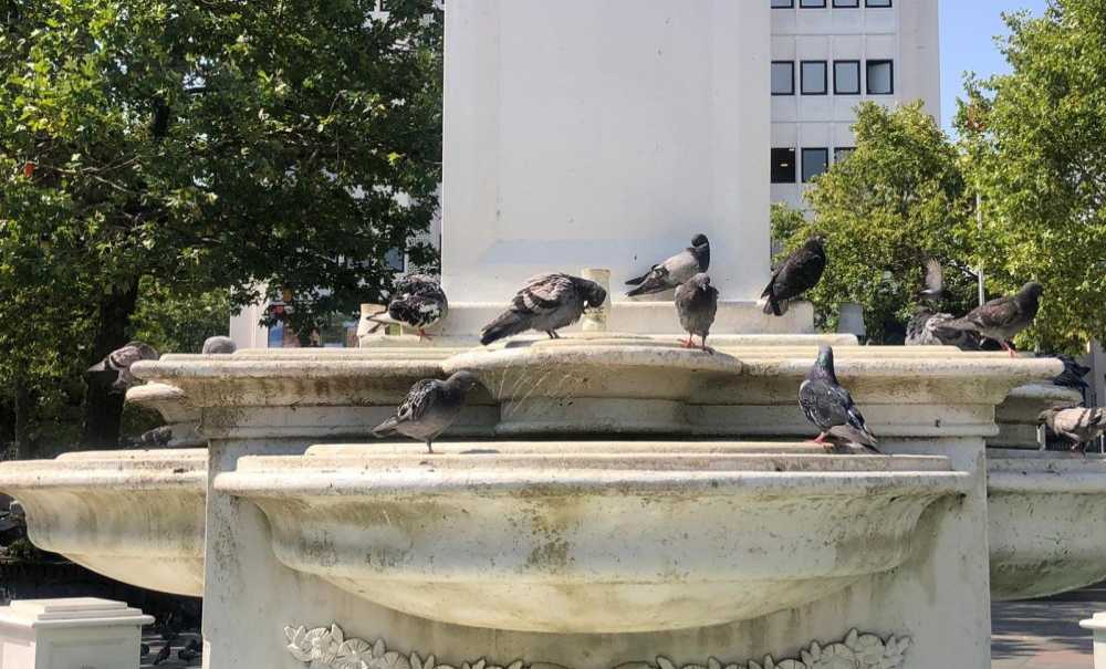 Güvercinleri Hiç Mi Düşünmüyorsunuz?