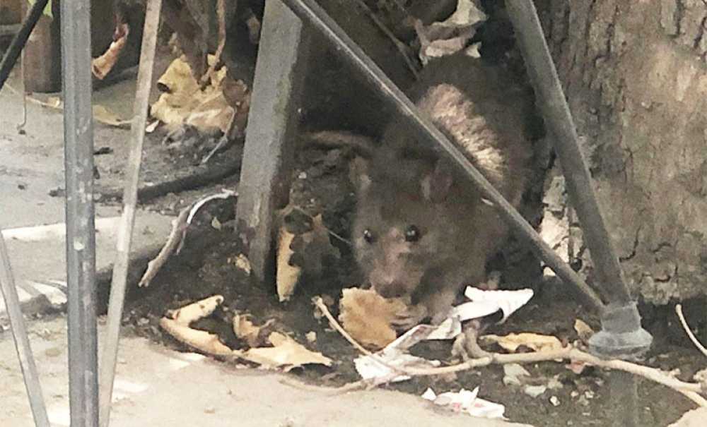 Şehir Merkezinde Patkan Paniği!