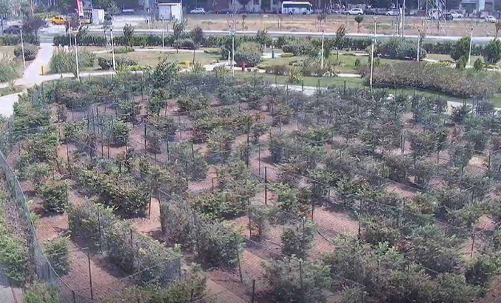 Nefes Parkın Simgesi Labirent, Özelliğini Yitirdi!